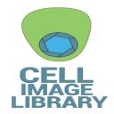 The Cell: An Image Library logo